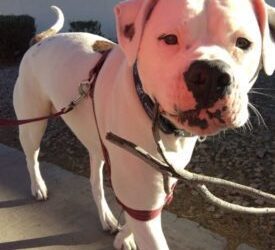 The Lou Life | The Adventures of a Busy American Bulldog