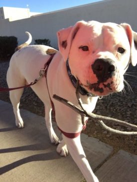 The Lou Life | The Adventures of a Busy American Bulldog