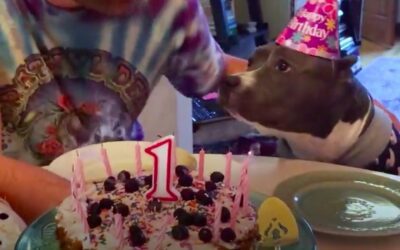 Happy Adopt-a-Versary to Storm!