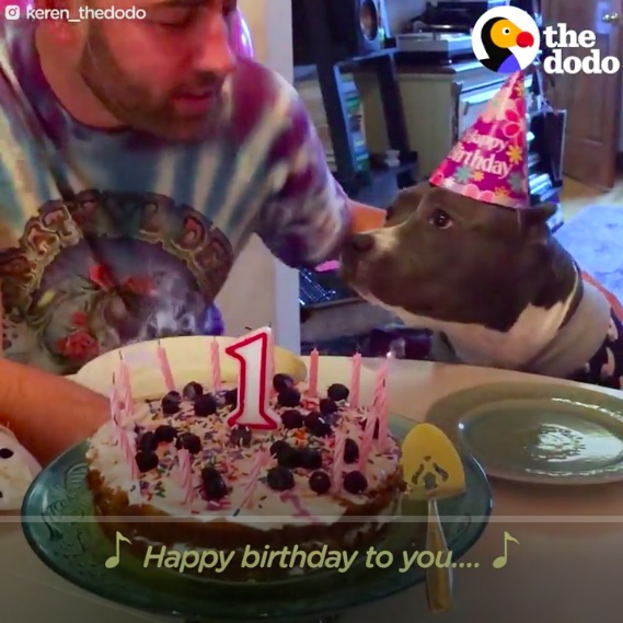 Happy Adopt-a-Versary to Storm!