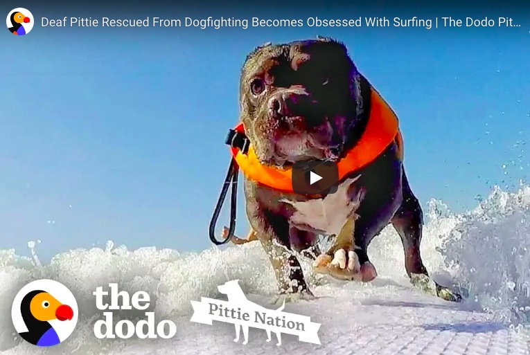 Hanging 10 with Mr. Breakfast