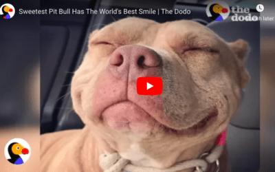 Sweetest Pittie Has The World’s Best Smile