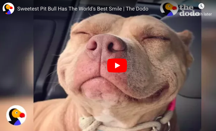 Sweetest Pittie Has The World’s Best Smile