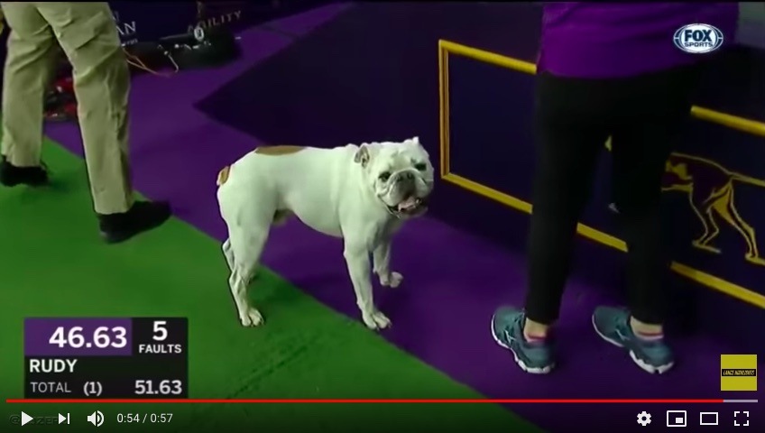 Rudy the Bulldog DOMINATES Westminster Dog Show Agility Course