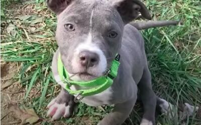 Wynona Does the Impossible