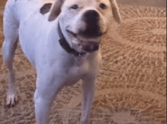 Happy National Dog Day!!!