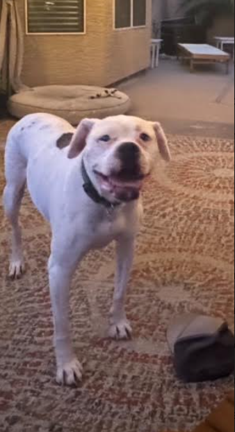 Happy National Dog Day!!!